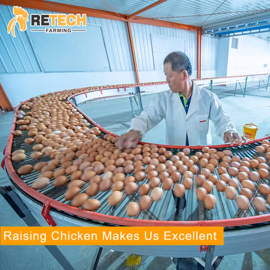 10,000마리의 산란계를 위한 자동 계란 산란 가금류 농장 배터리 닭장 설계